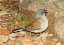 Yellow-eyed Junco