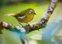 Yellow-eyed White-eye