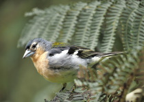 Yellow-faced Grassquit