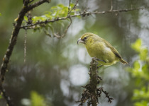 Yellow-faced Honeyeater