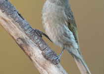 Yellow-faced Honeyeater
