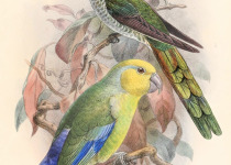 Yellow-faced Parrotlet