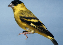 Yellow-faced Siskin