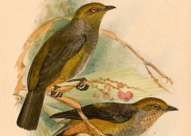 Yellow-flanked Whistler