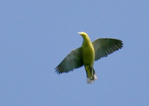 Yellow-footed Green Pigeon