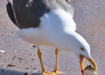 Yellow-footed Gull