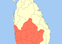 Yellow-fronted Barbet