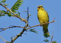 Yellow-fronted Canary