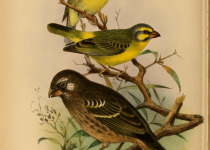 Yellow-fronted Canary