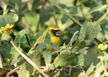 Yellow-fronted Canary
