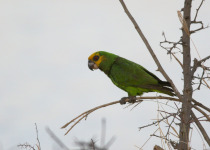 Yellow-fronted Parrot