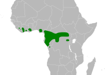 Yellow-fronted Tinkerbird