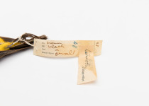 Yellow-fronted Whistler