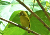 Yellow-fronted White-eye