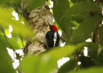 Yellow-fronted Woodpecker
