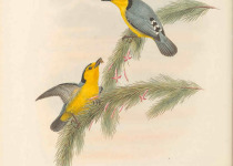 Yellow-gray Bush Tanager