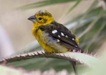Yellow Grosbeak