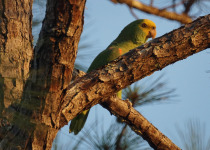 Yellow-headed Amazon