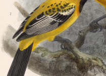 Yellow-headed Blackbird