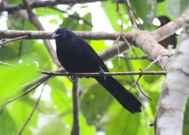 Yellow-headed Blackbird