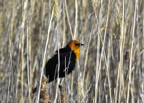 Yellow-headed Blackbird
