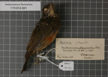 Yellow-headed Manakin