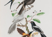 Yellow-legged Thrush