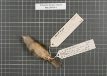 Yellow-legged Tody-Flycatcher