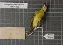 Yellow-lored Tody-Flycatcher