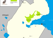 Yellow-necked Spurfowl