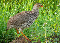 Yellow-necked Spurfowl