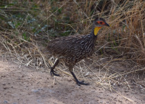 Yellow-necked spurfowl