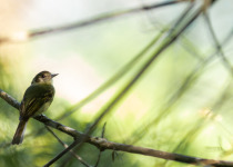 Yellow-olive Flycatcher