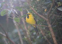 Yellow Oriole