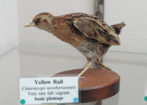 Yellow Rail