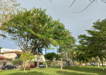 Yellow-rumped Cacique