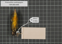 Yellow-rumped Flowerpecker
