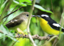 Yellow-rumped Flycatcher