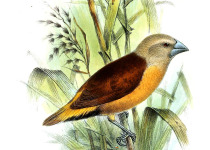 Yellow-rumped Munia