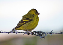 Yellow-rumped Seedeater
