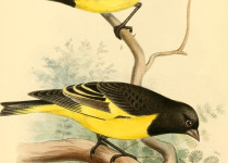 Yellow-rumped Siskin