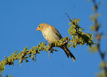 Yellow-rumped Sparrow