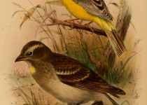 Yellow-rumped Sparrow