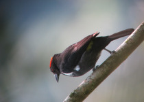 Yellow-rumped Tanager