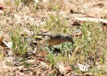 Yellow-rumped Thornbill