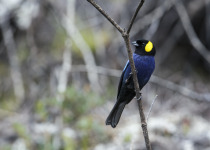 Yellow-scarfed Tanager