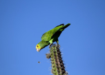 Yellow-shouldered Amazon