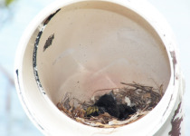 Yellow-shouldered Blackbird