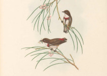 Yellow-sided Flowerpecker