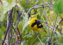 Yellow-tailed Oriole